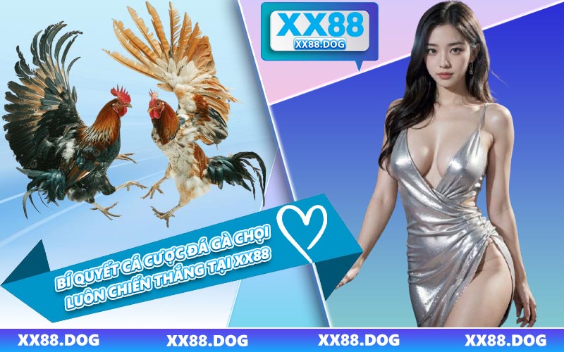 Bí Quyết Cá Cược Đá Gà Chọi Luôn Chiến Thắng Tại XX88