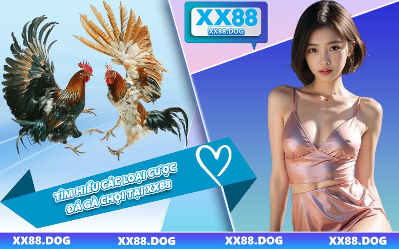 Tìm Hiểu Các Loại Cược Đá Gà Chọi Tại XX88