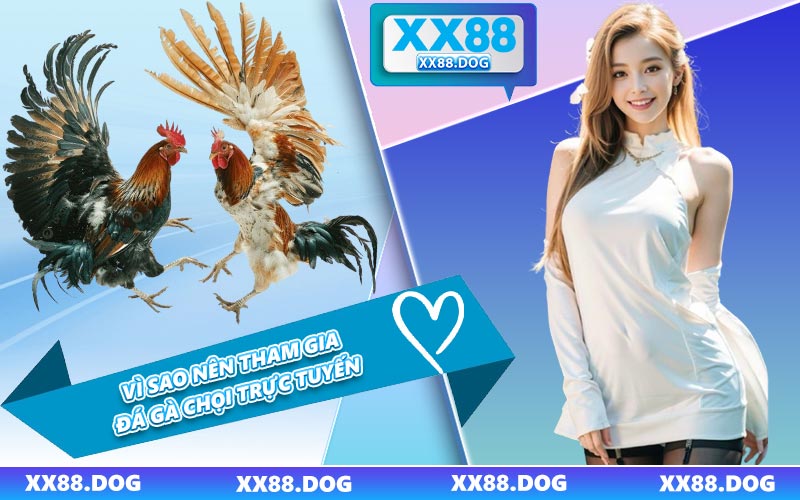 Vì Sao Nên Tham Gia Đá Gà Chọi Trực Tuyến